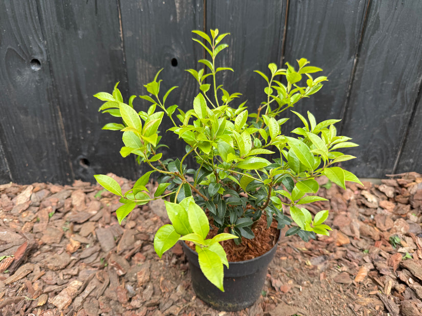 Wintergroene Schijnhulst - Osmanthus burkwoodii