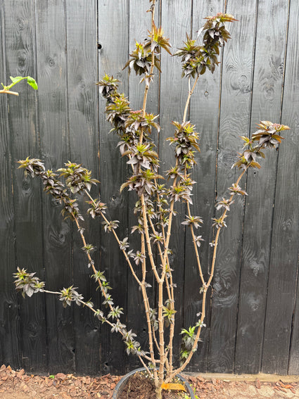 Zwarte vlier - Sambucus nigra 'Black Tower' (Zuilvlier)
