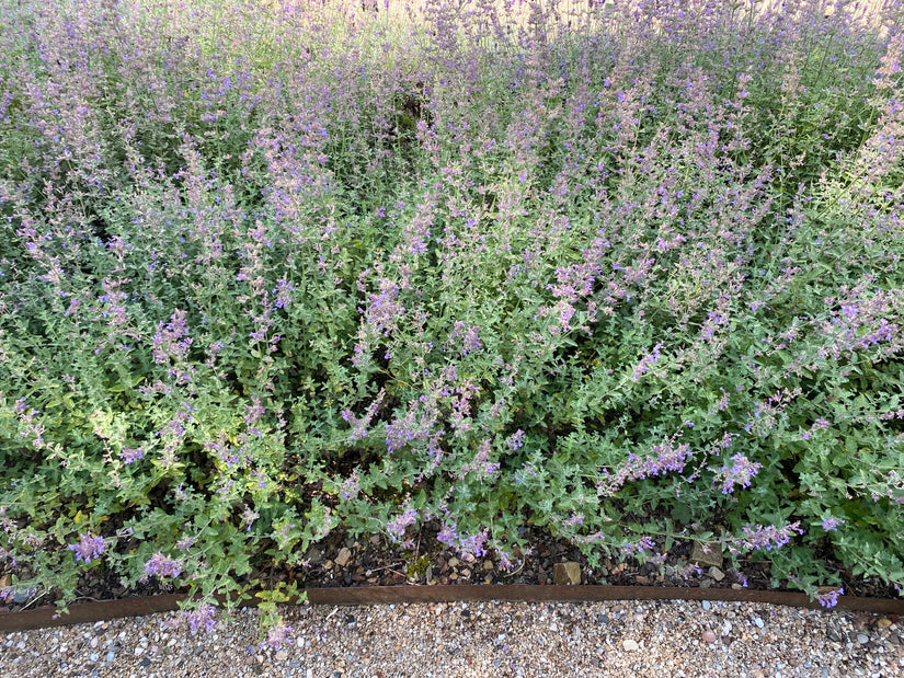 Kattenkruid - Nepeta 'Walker's Low'