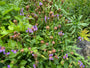 Biologisch Brunel - Prunella grandiflora