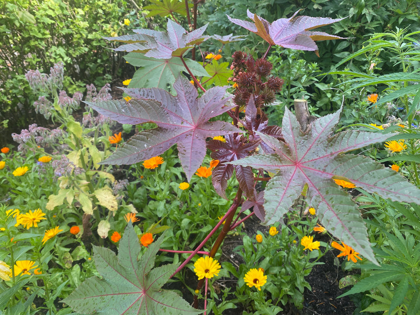 Wonderboom - Ricinus communis