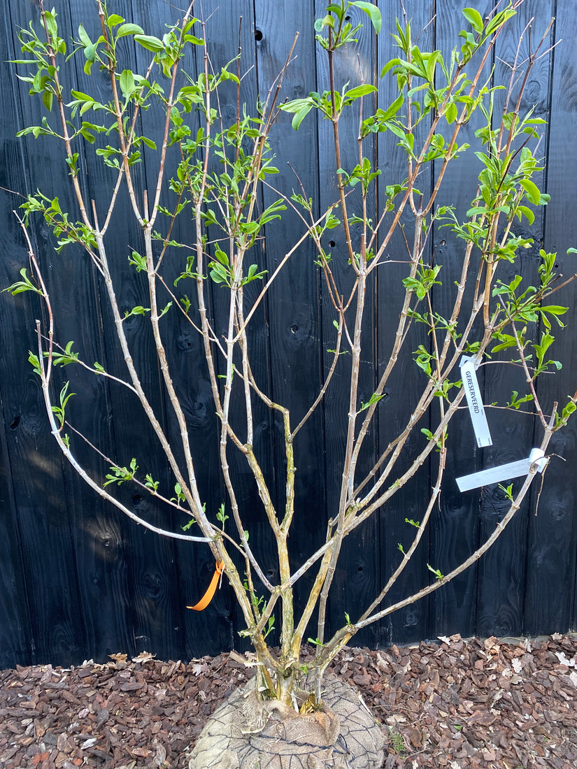 Zevenzonenboom - Heptacodium miconioides