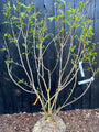 Zevenzonenboom - Heptacodium miconioides