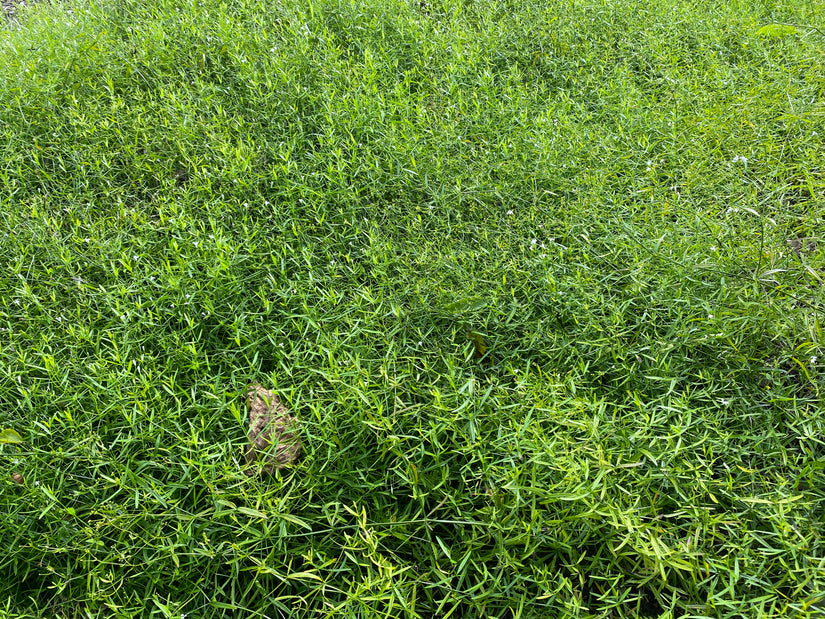 Verfbedstro 'Asperula tinctoria'