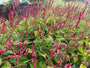 Duizendknoop Roze/Rood (Hoge soort 150 cm) - Persicaria amplexicaulis 'Speciosa'