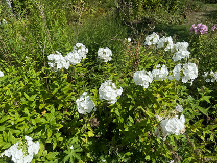 Flox (Hoogte 100 cm, Wit) - Phlox 'David'