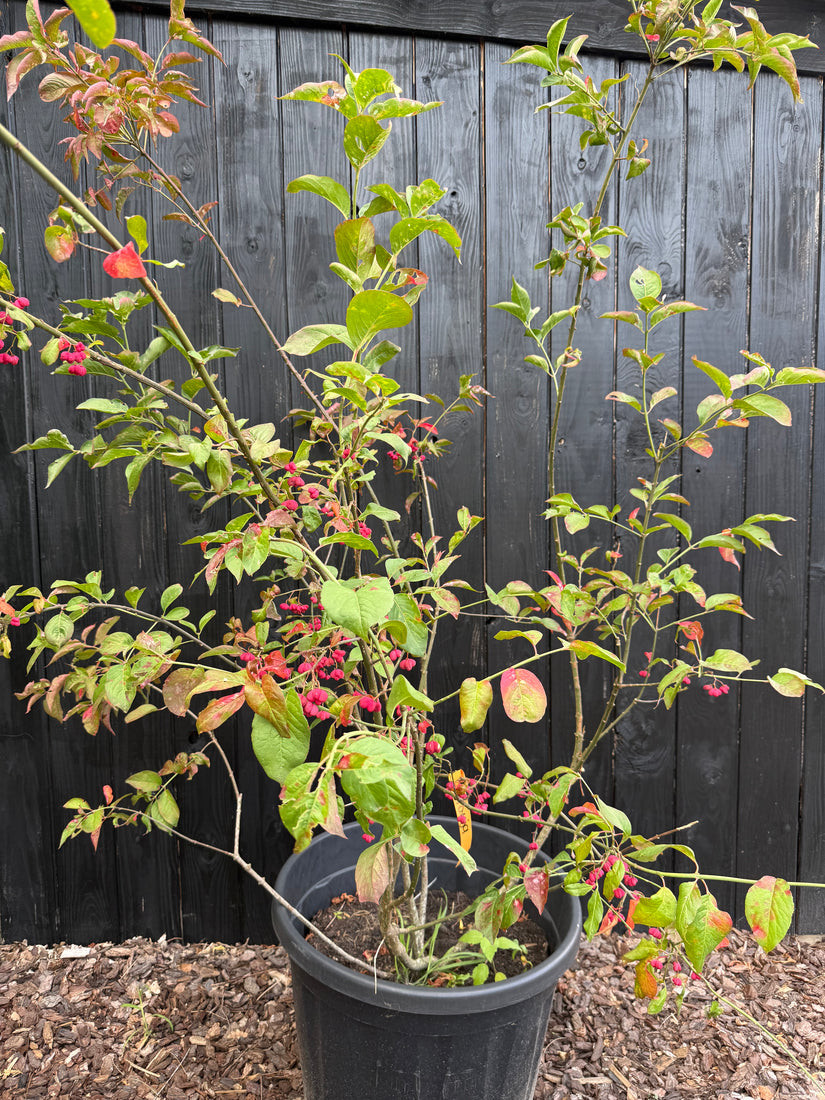 Wilde kardinaalsmuts - Euonymus europaeus 'Red Cascade'
