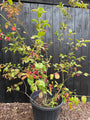 Wilde kardinaalsmuts - Euonymus europaeus 'Red Cascade'