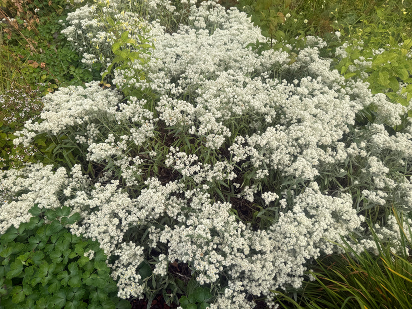 Witte knoop - Anaphalis triplinervis (Siberisch edelweiss)