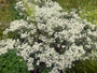 Witte knoop - Anaphalis triplinervis (Siberisch edelweiss)