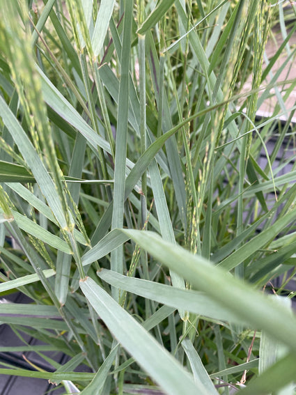 Vingergras - Panicum virgatum 'Prairie Sky'