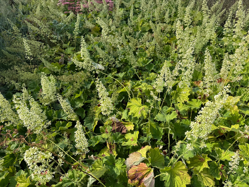 Purperklokje - Heuchera villosa