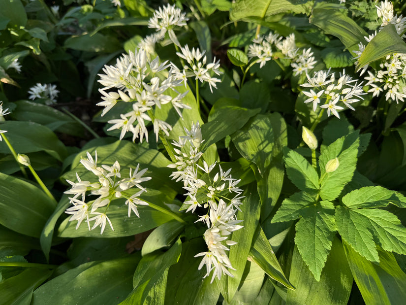 Daslook - Allium Ursinum
