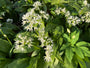 Daslook - Allium Ursinum