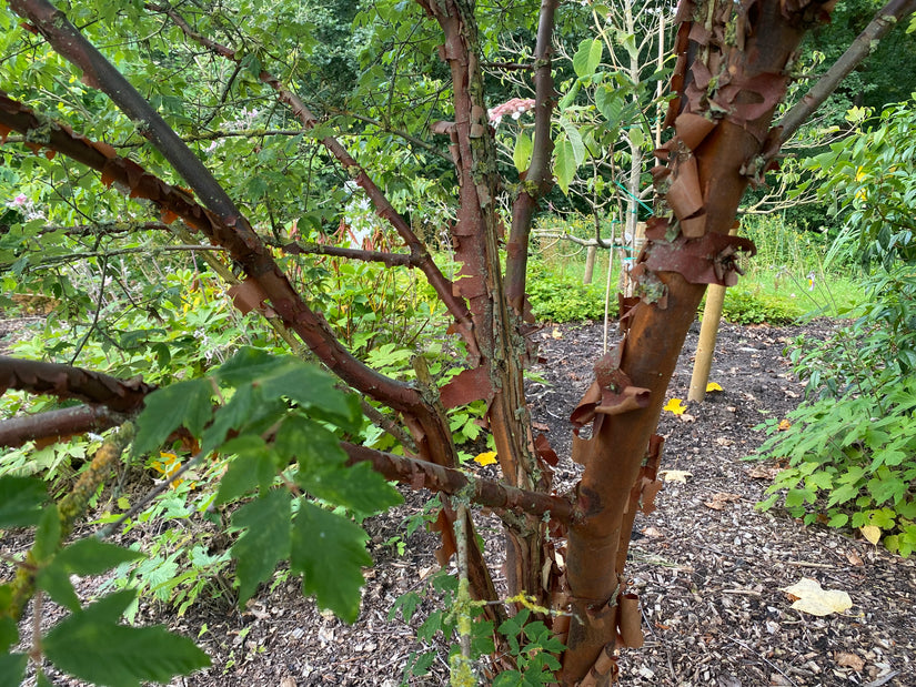 Papieresdoorn - Acer griseum