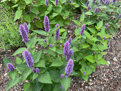 Dropplant - Agastache mexicana 'Ouverture'