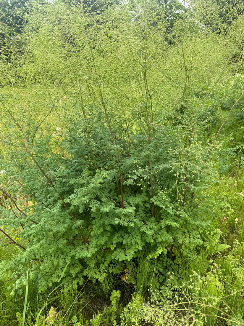 Chinese ruit - Thalictrum delavayi