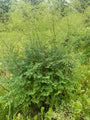 Chinese ruit - Thalictrum delavayi