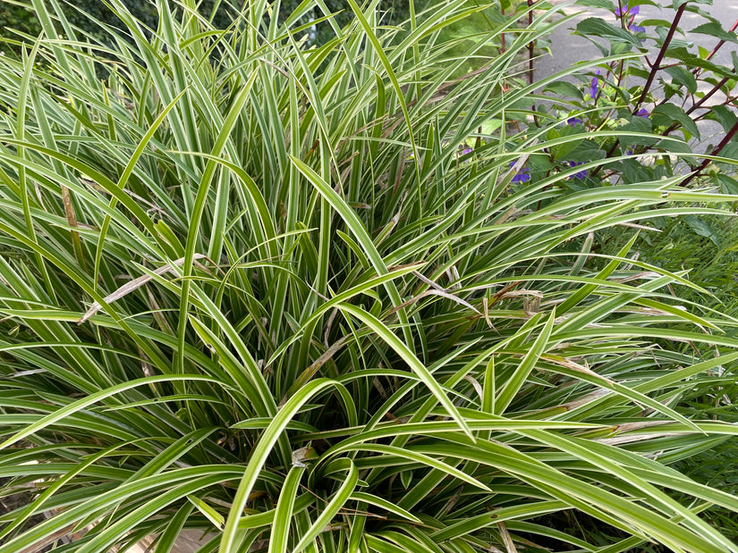 Bonte Zegge - Carex morrowii 'Variegata'