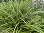 Bonte Zegge - Carex morrowii 'Variegata'