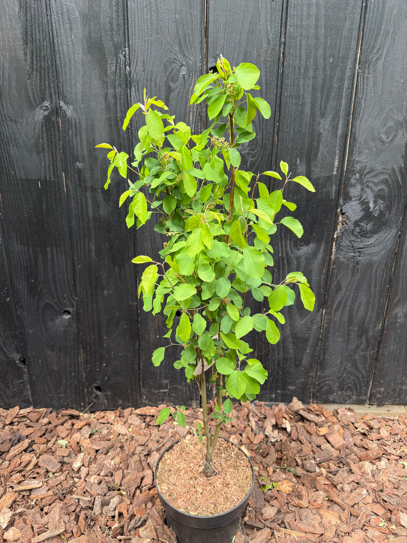 Krentenboompje - Amelanchier alnifolia 'Obelisk'