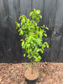 Krentenboompje - Amelanchier alnifolia 'Obelisk'