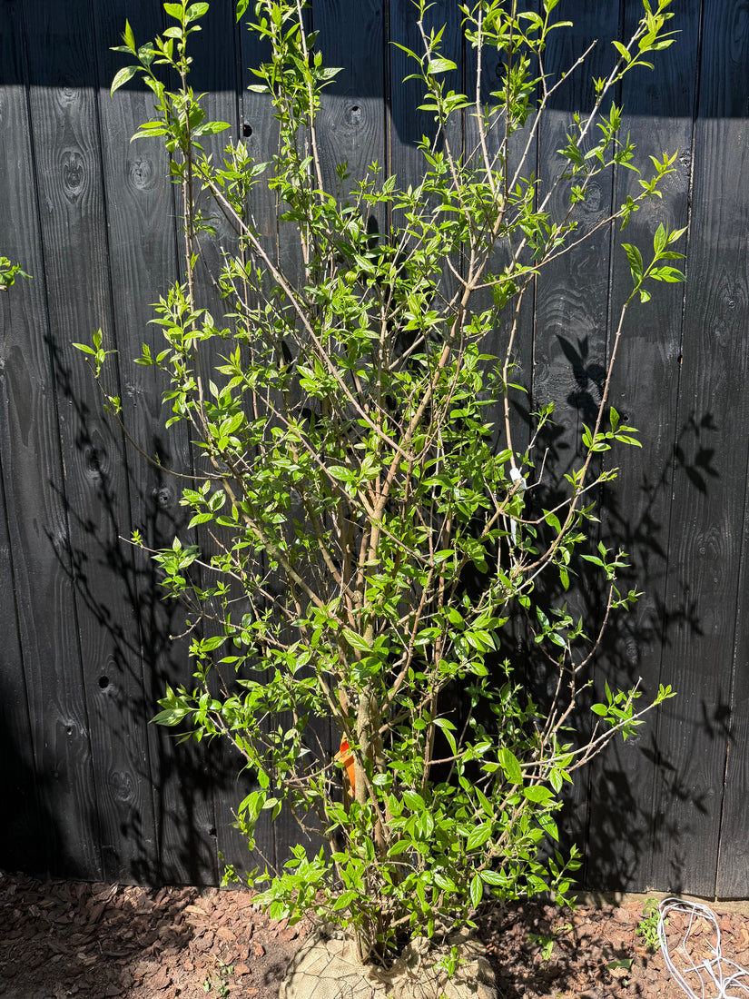Meloenboompje - Chimonanthus praecox (Winterzoet)