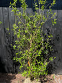 Meloenboompje - Chimonanthus praecox (Winterzoet)