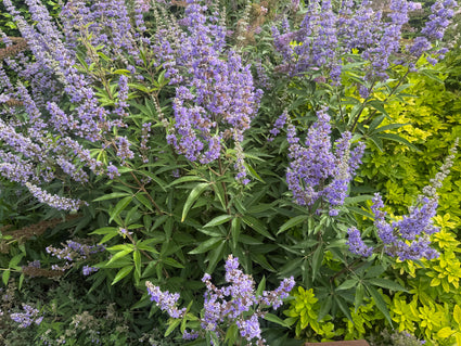 Monnikspeper - Vitex agnus castus