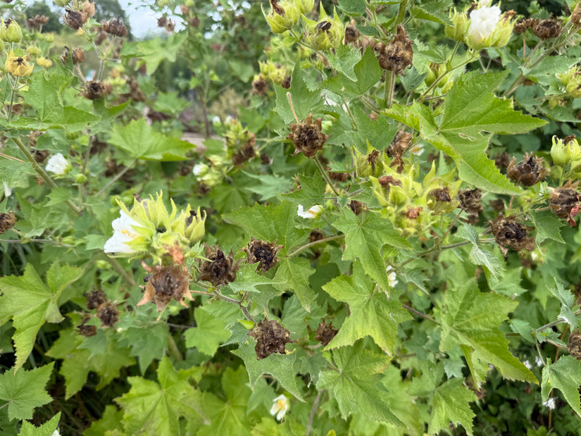 Kitaibela - Kitaibela vitifolia