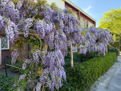 Blauwe regen - Wisteria (sinensis) 'Prolific'