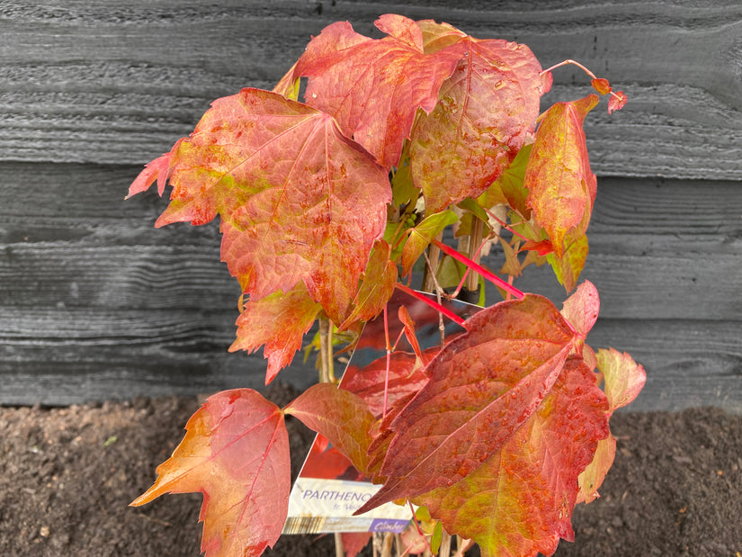 Oosterse wingerd - Parthenocissus tricuspidata 'Veitchii'