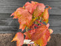 Oosterse wingerd - Parthenocissus tricuspidata 'Veitchii'