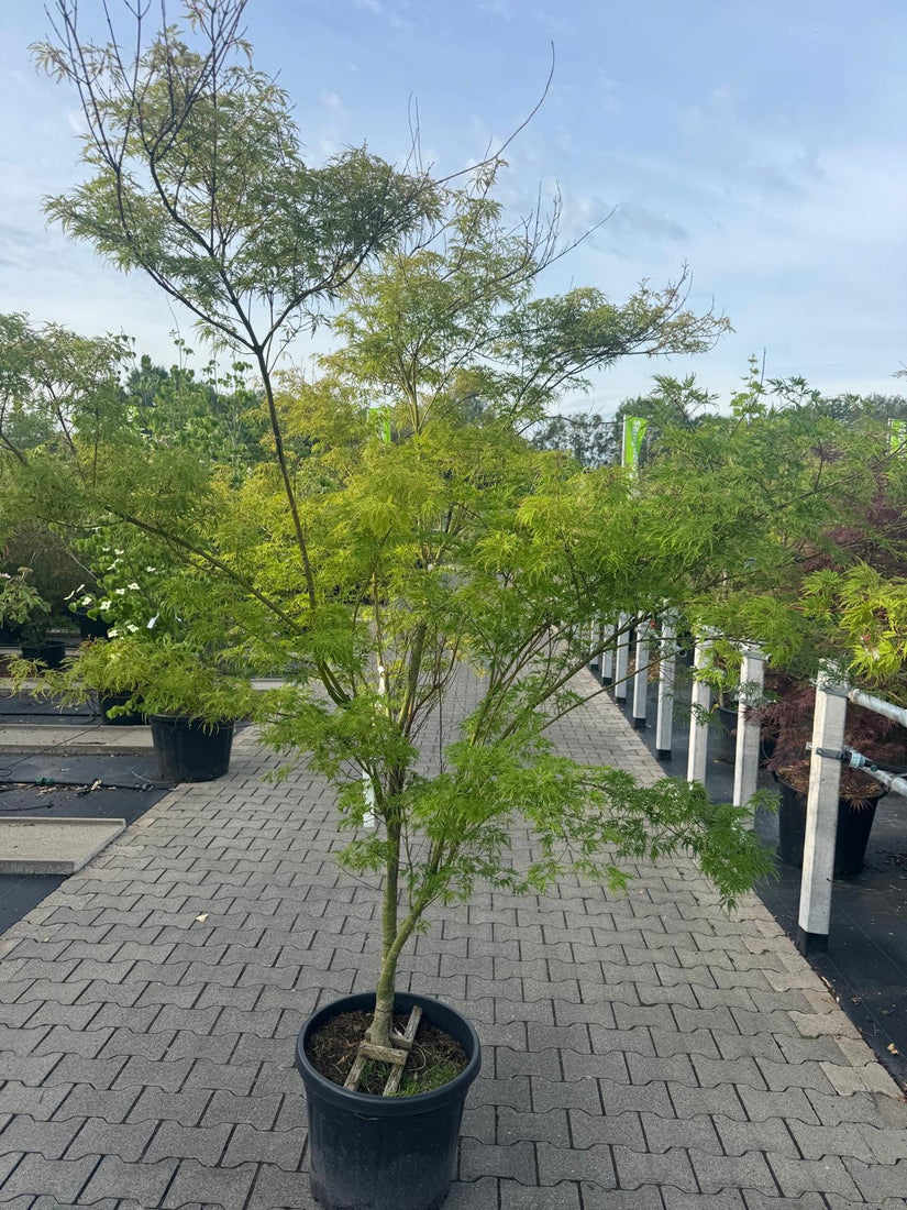 Japanse Esdoorn - Acer palmatum 'Seiryu'