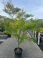 Japanse Esdoorn - Acer palmatum 'Seiryu'