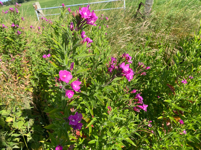 Harig wilgenroosje - Epilobium hirsutum