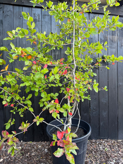 Zwarte tupeloboom - Nyssa Sylvatica