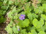 Ooievaarsbek - Geranium 'Philippe Vapelle'