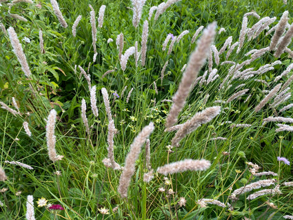 Wimperparelgras - Melica ciliata