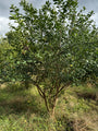 Wilde kardinaalsmuts - Euonymus europaeus