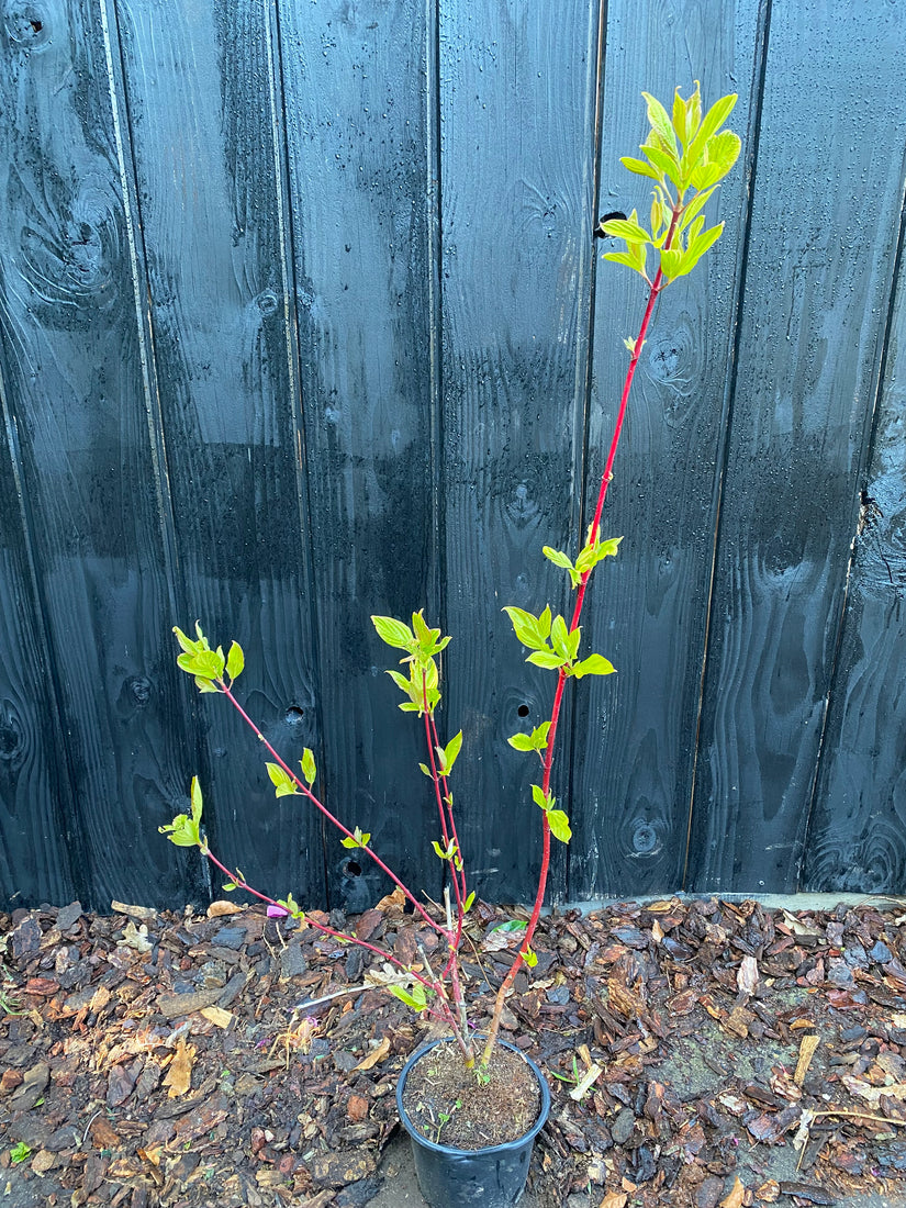 Witte Kornoelje 'Rode takken' - Cornus alba 'Sibirica'