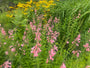 Slangenkop - Penstemon 'Apple Blossom'