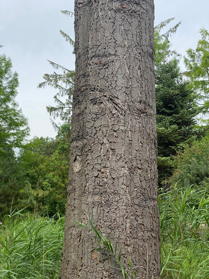 Edelspar - Abies procera 'Glauca'