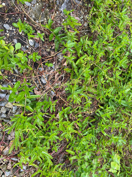 Brede ereprijs - Veronica austriaca