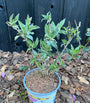 Vlinderstruik (Donkerpaars) - Buddleja davidii 'Black Knight'