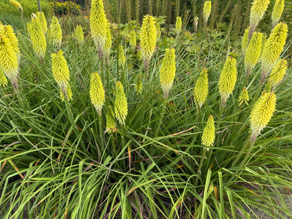 Vuurpijl (Geel wit) - Kniphofia 'Little Maid'