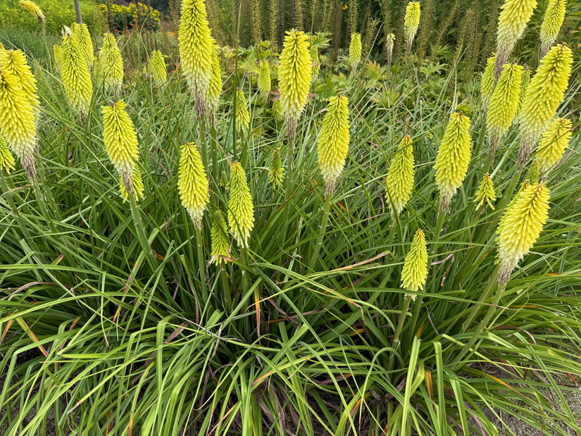 Vuurpijl (Geel wit) - Kniphofia 'Little Maid'