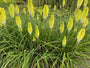 Vuurpijl (Geel wit) - Kniphofia 'Little Maid'