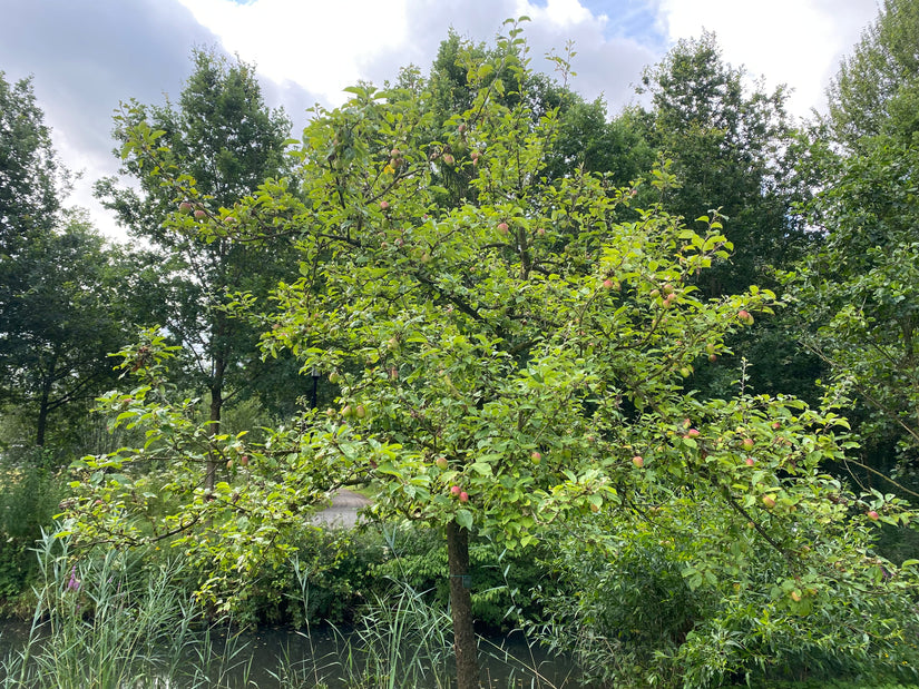 Appelboom - Malus domestica 'Groninger Kroon'