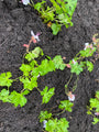 Ooievaarsbek (lage soort) wit/roze - Geranium cantabrigiense biokovo